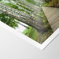 Plakat bez ramy 30x40 - Spacer ścieżką przez brzozowy las - las, ścieżka