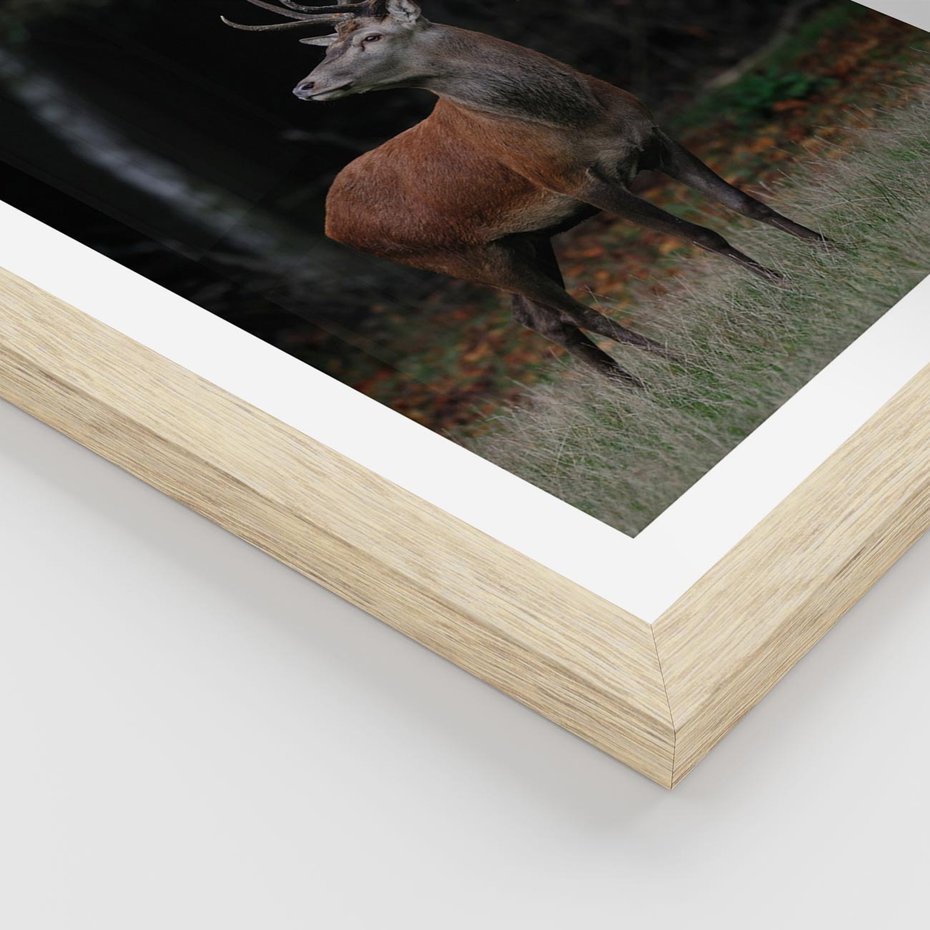 Plakat w ramie 30x40 - Spotkanie z naturą - jeleń, las - rama drewno