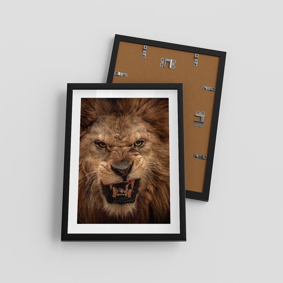 Plakat w ramie 30x40 - Władca Sawanny - lew, sawanna - rama czarna