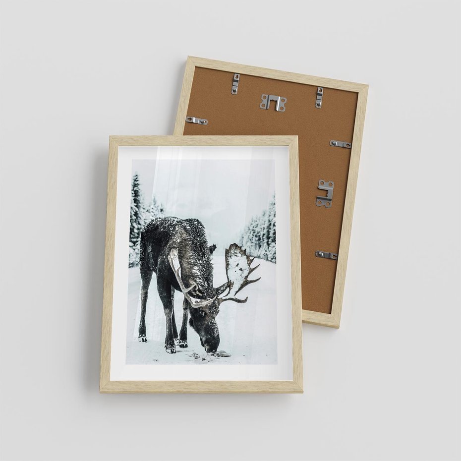 Plakat w ramie 30x40 - Zimowy Portret Łosia - łoś w zimowej scenerii - rama drewno