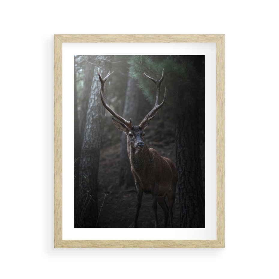 Plakat w ramie 40x50 - Jeleń wśród lasu - jeleń, las - rama drewno