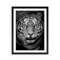 Plakat w ramie 50x70 - Tygrys Czarno-Biały: Siła i Delikatność - tygrys, czarno - rama czarna