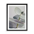 Plakat w ramie 50x70 - Zbliżenie Liści Eukaliptusa - eukaliptus, zbliżenie - rama czarna