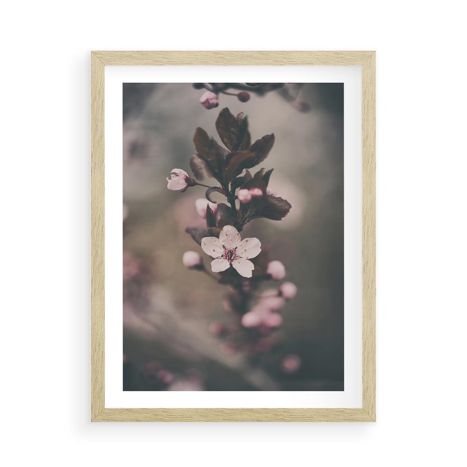 Plakat w ramie 50x70 - Przemijający Urok - kwitnąca, wiśnia - rama drewno