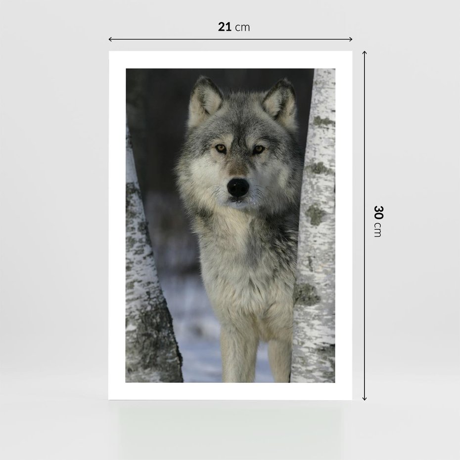 Plakat bez ramy 21x30 - Wilk w Zimowym Lesie - wilk, las