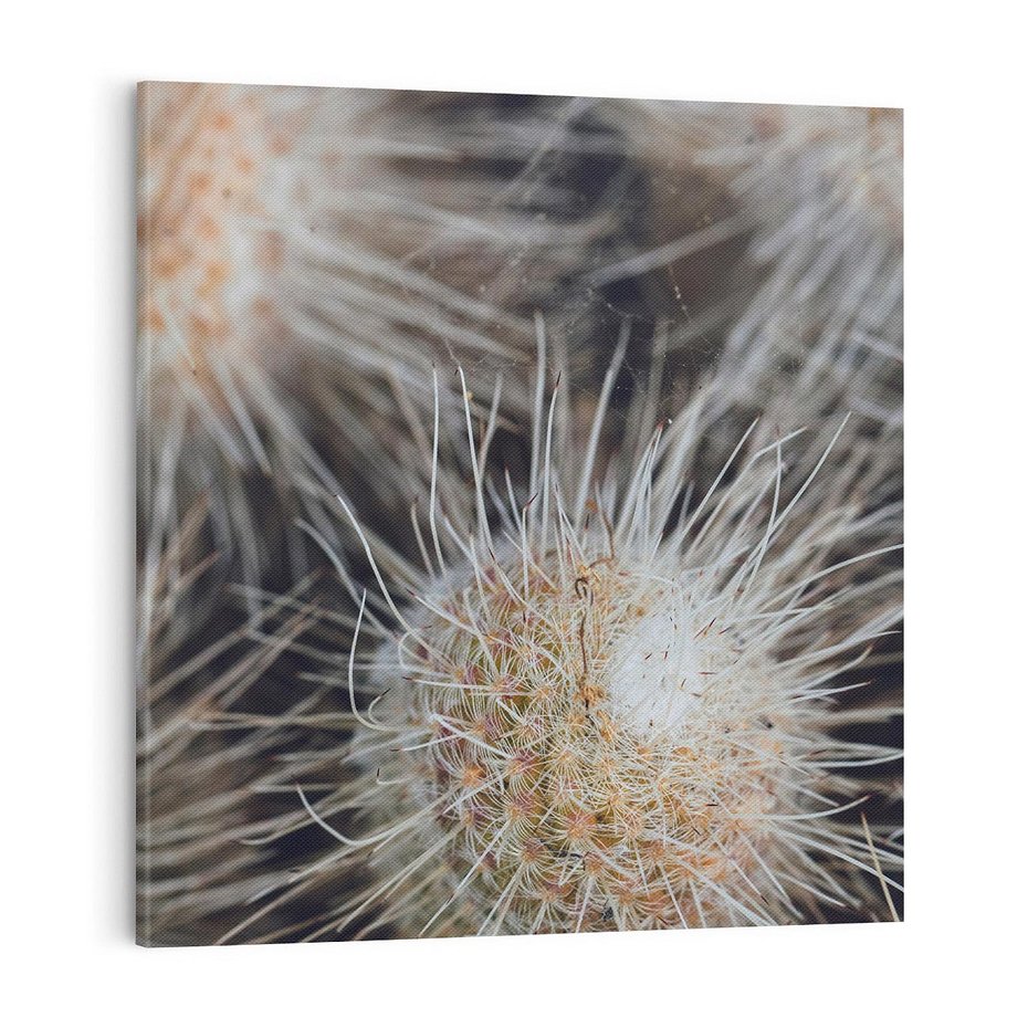 Obraz na płótnie 70x70 - Ulotna Piękność Natury - makro, dmuchawce