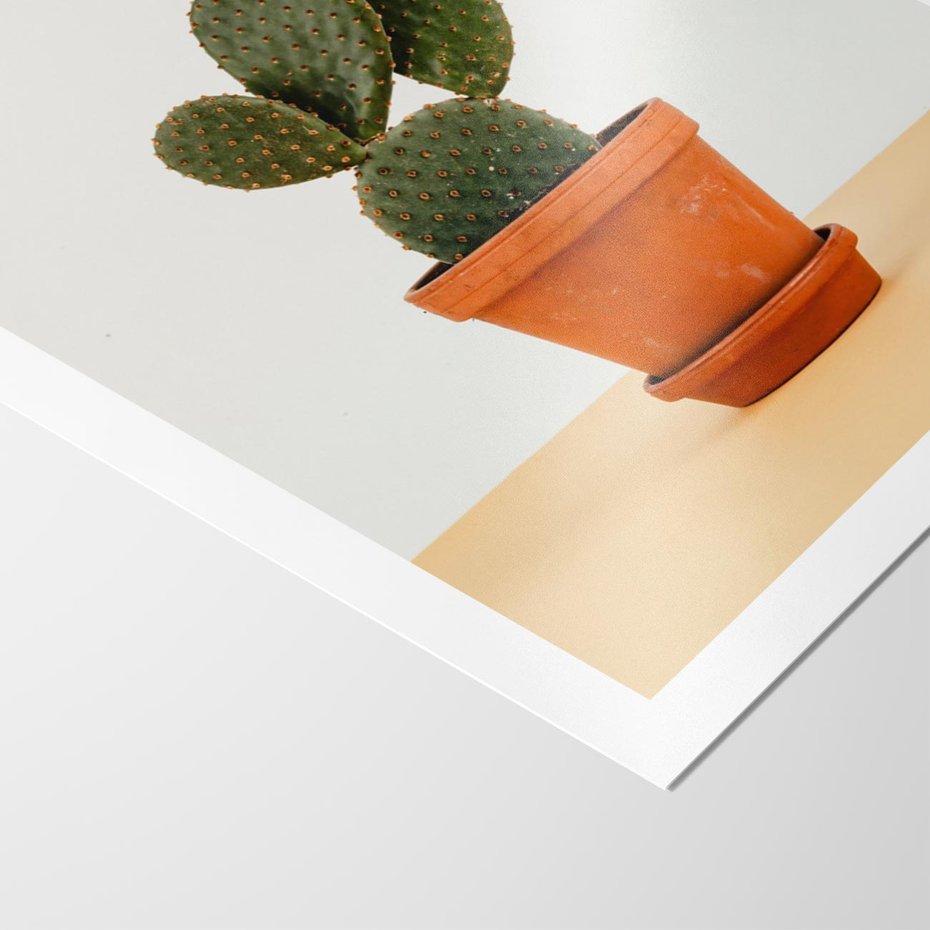 Plakat bez ramy 21x30 - Kwiatowy taniec kaktusa - kaktus, kwiat