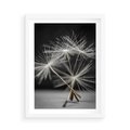 Plakat w ramie 50x70 - Delikatność dmuchawców zbliżenie - dmuchawce, zbliżenie - rama biała