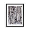 Plakat w ramie 40x50 - Lśniące Brzozy - brzozy, las - rama czarna