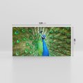 Obraz na płótnie 120x60 - Wspaniałość pawich piór - paw, pióra