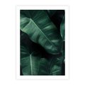 Plakat bez ramy 21x30 - Liście Bananowca - minimalizm, zielone liście bananowca