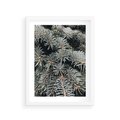 Plakat w ramie 30x40 - Zima na Gałęziach - sosnowe gałęzie, igły - rama biała