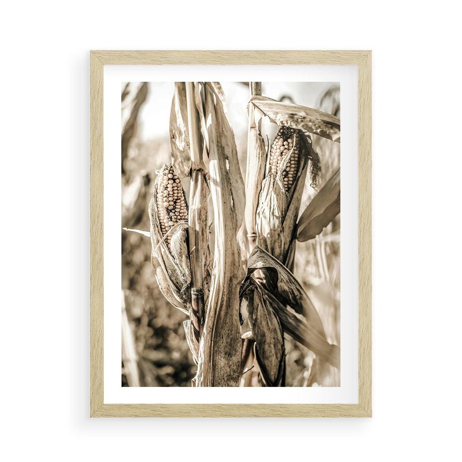 Plakat w ramie 50x70 - Retro Pole Kukurydzy - retro zdjęcie, sepia - rama drewno