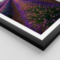 Plakat w ramie 50x70 - Fioletowa Magia - pole, lawendy - rama czarna