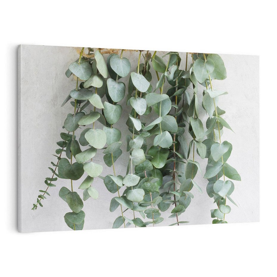 Obraz na płótnie 100x70 - Uwodzicielska zieleń eukaliptusa - eukaliptus, zielone