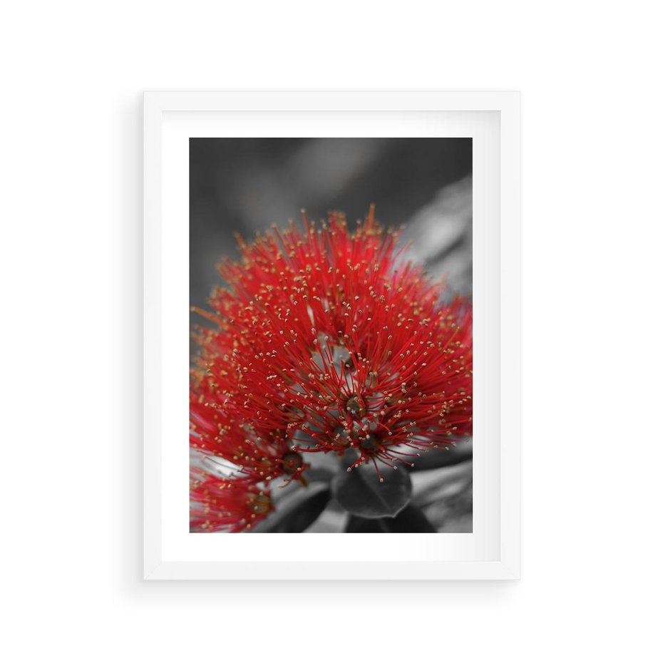 Plakat w ramie 30x40 - Ukwiał na rafie koralowej - ukwiał, rafa - rama biała