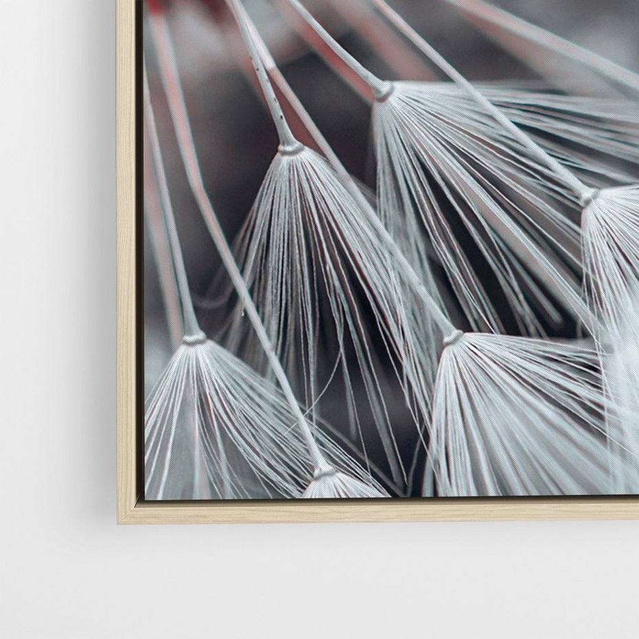 Obraz w ramie 70x100 - Makro świat dmuchawca - dmuchawiec, makro - rama drewno