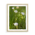 Plakat w ramie 50x70 - Kolorowa łąka - stokrotki, łąka - rama drewno