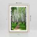 Plakat w ramie 50x70 - Bajkowy las pełen brzóz - las, brzozy - rama drewno