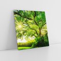 Obraz na płótnie 60x60 - Natura w pełnym rozkwicie - drzewo, niebo