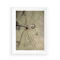 Plakat w ramie 50x70 - Delikatność dmuchawców - dmuchawce, krople - rama biała