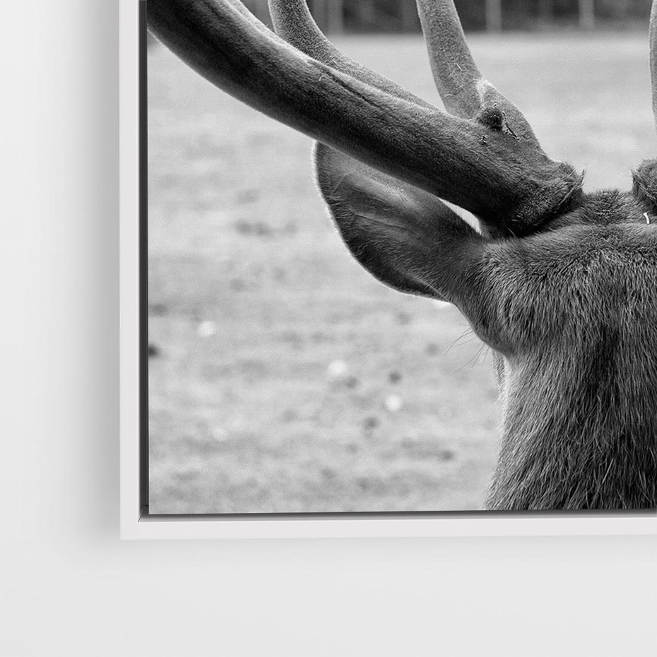 Obraz w ramie 50x50 - Przygubione motyle marzeń - fotografia czarno biała, młody jeleń w zagrodzie - rama biała