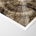 Plakat bez ramy 40x50 - Natura Pod Lupą - pień drzewa, przekrój
