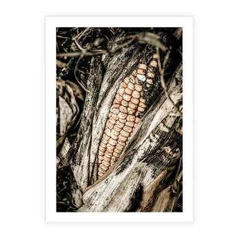 Plakat bez ramy 21x30 - Kukurydza w Jesiennej Scenie - kukurydza, jesień