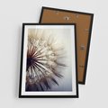 Plakat w ramie 50x70 - Makro piękno dmuchawca - makro, dmuchawiec - rama czarna