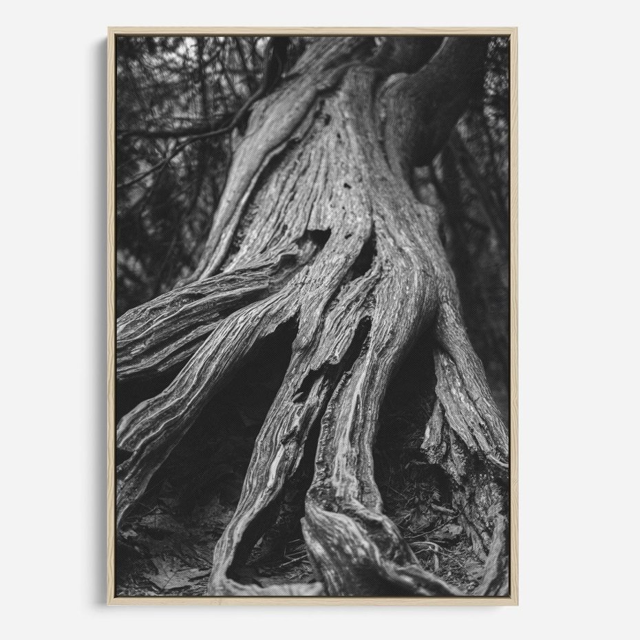Obraz w ramie 50x70 - Siła Natury - czarno biała fotografia, korzenie wielkiego drzewa - rama drewno