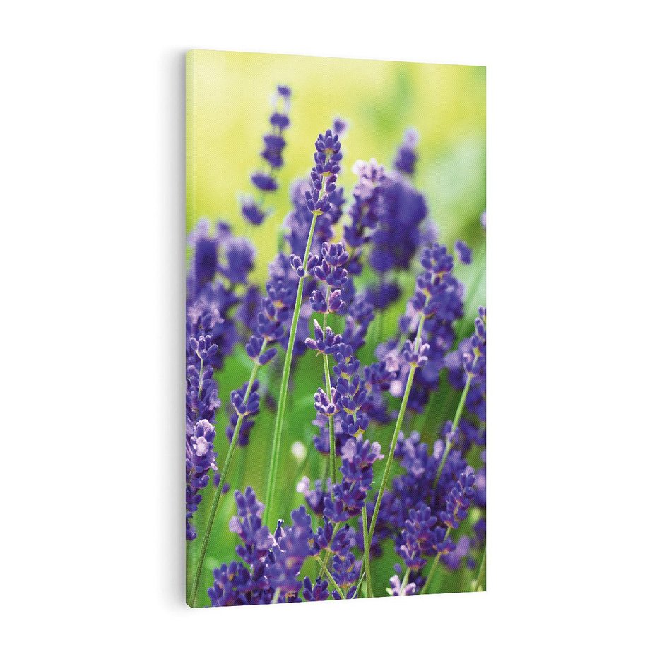 Obraz na płótnie 80x120 - Elegancka lawenda w pełnym rozkwicie - lawenda, kwiaty