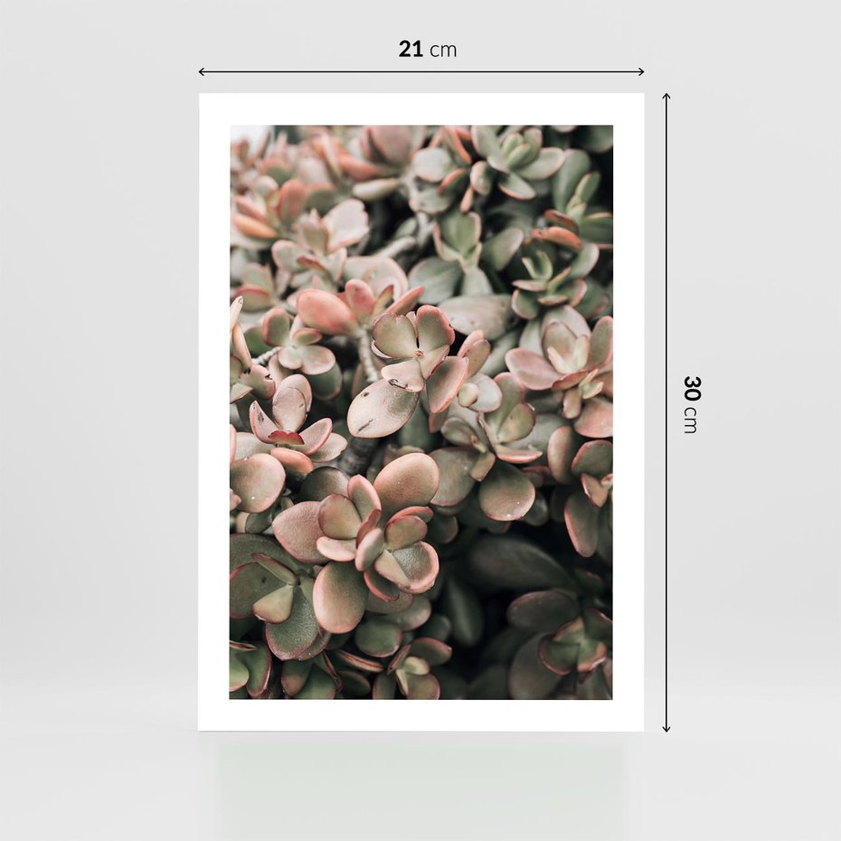 Plakat bez ramy 21x30 - Sukulentowa Prostota - sukulenty, zielone liście