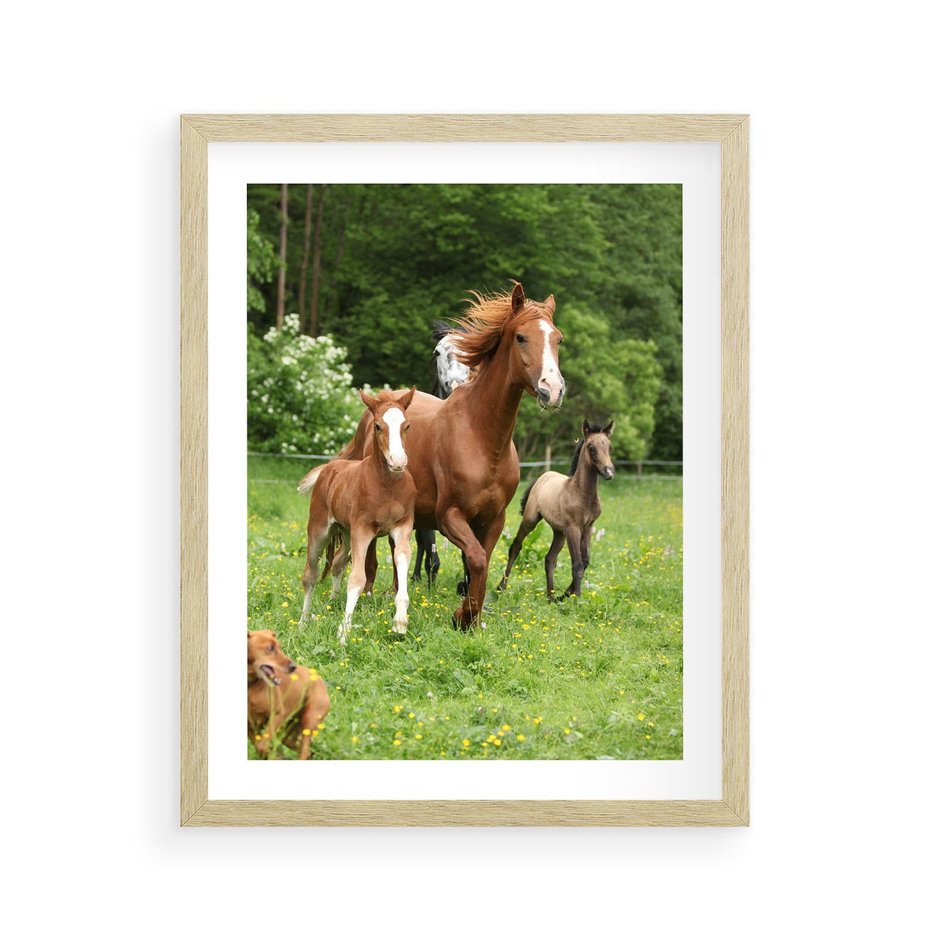 Plakat w ramie 40x50 - Galopujące konie - konie, galop - rama drewno