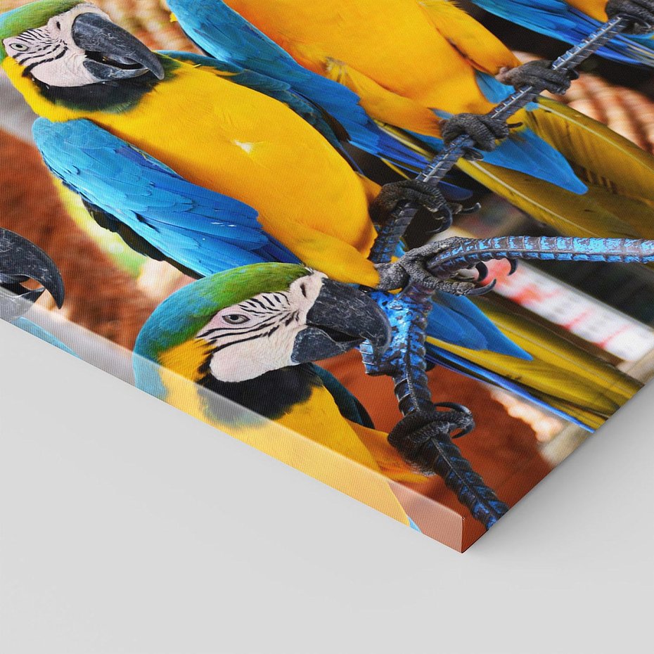 Obraz na płótnie 50x50 - Kolorowa parada papug - papuga, papugi