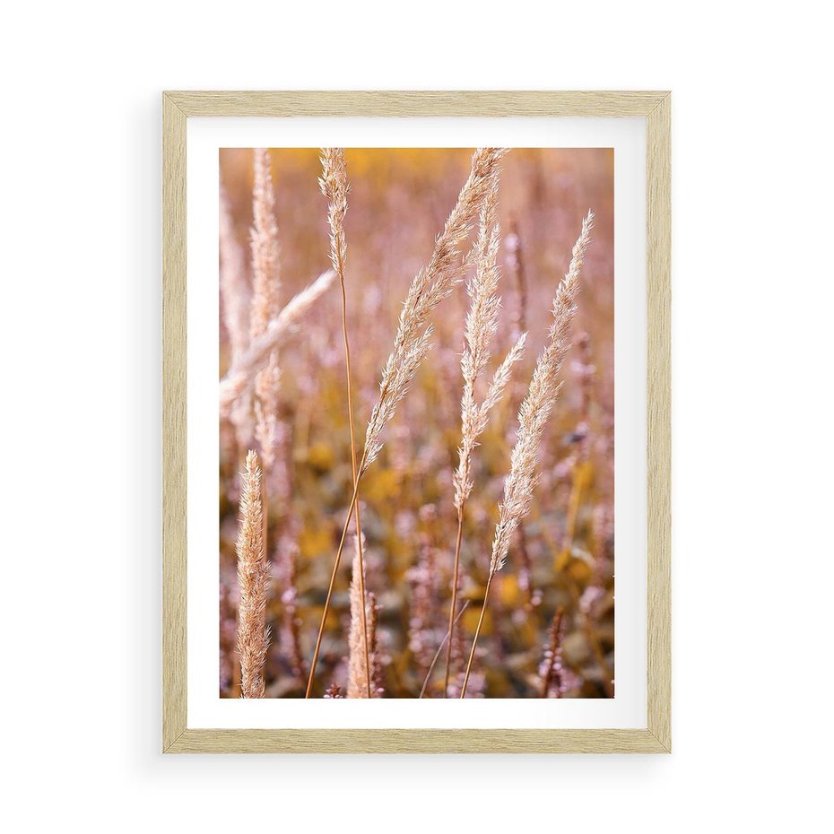 Plakat w ramie 50x70 - Sucha Trawa w Sierpniu - trawy, łąka - rama drewno
