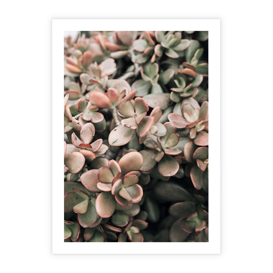 Plakat bez ramy 21x30 - Sukulentowa Prostota - sukulenty, zielone liście