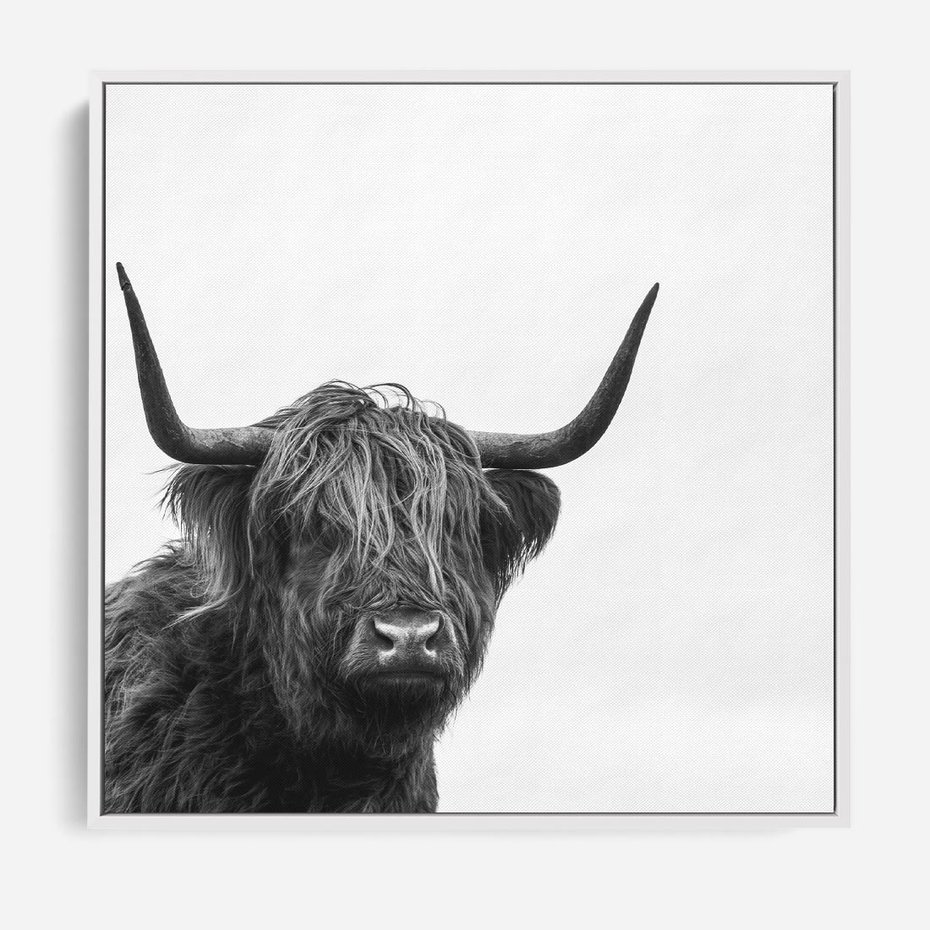 Obraz w ramie 80x80 - Moc i Spokój - amerykańskie bydło, byk - rama biała