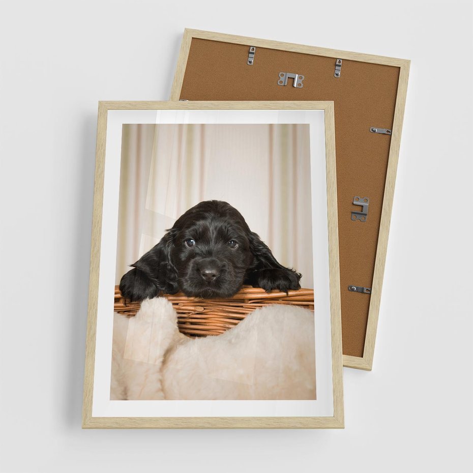 Plakat w ramie 50x70 - Uroczy szczeniak w akcji - piesek, szczeniak - rama drewno