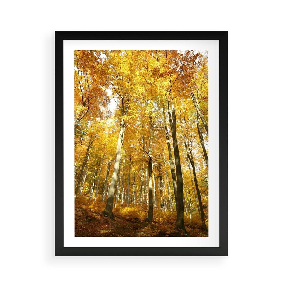 Plakat w ramie 50x70 - Jesienny Las - Kolorowa Paleta Natury - jesień, drzewa - rama czarna