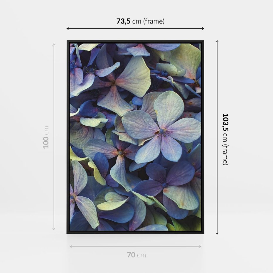 Obraz w ramie 70x100 - Hortensja - delikatność kwiatów - hortensja, kwiaty - rama czarna