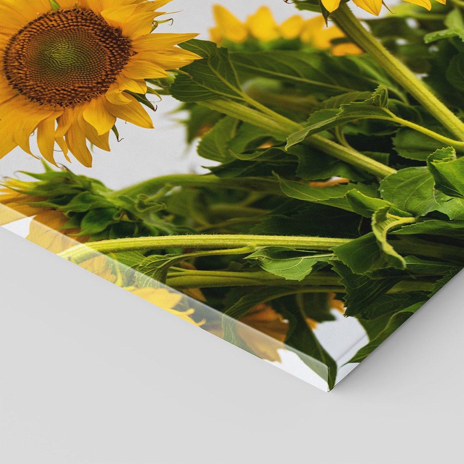 Obraz na płótnie 70x50 - Słoneczna Radość - fotografia, żółte słoneczniki