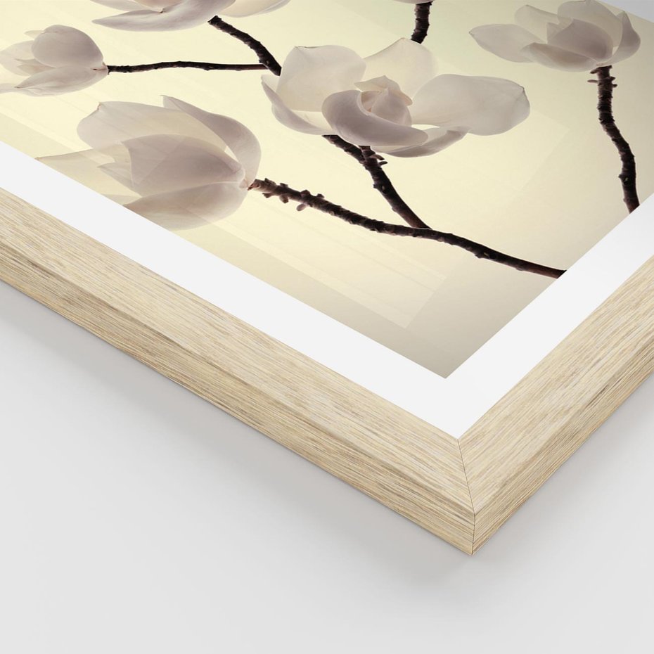 Plakat w ramie 40x50 - Elegancja Natury - magnolia, białe - rama drewno