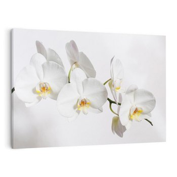 Obraz na płótnie 120x80 - Orchidea Kwiat - orchidea, kwiat