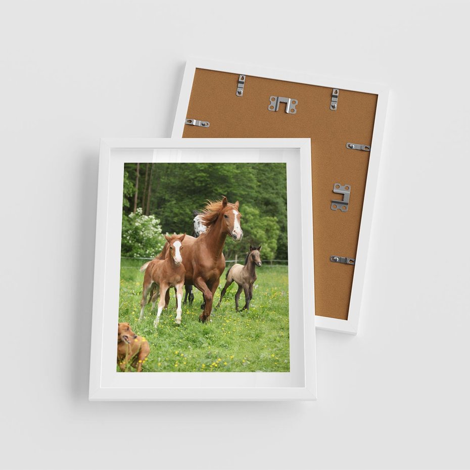 Plakat w ramie 40x50 - Galopujące konie - konie, galop - rama biała