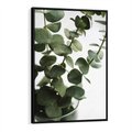 Obraz w ramie 70x100 - Zielone eukaliptusy - eukaliptus, liście - rama czarna