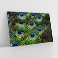 Obraz na płótnie 70x50 - Pawi Ogon - Piękno i Wspaniałość - paw, pióra
