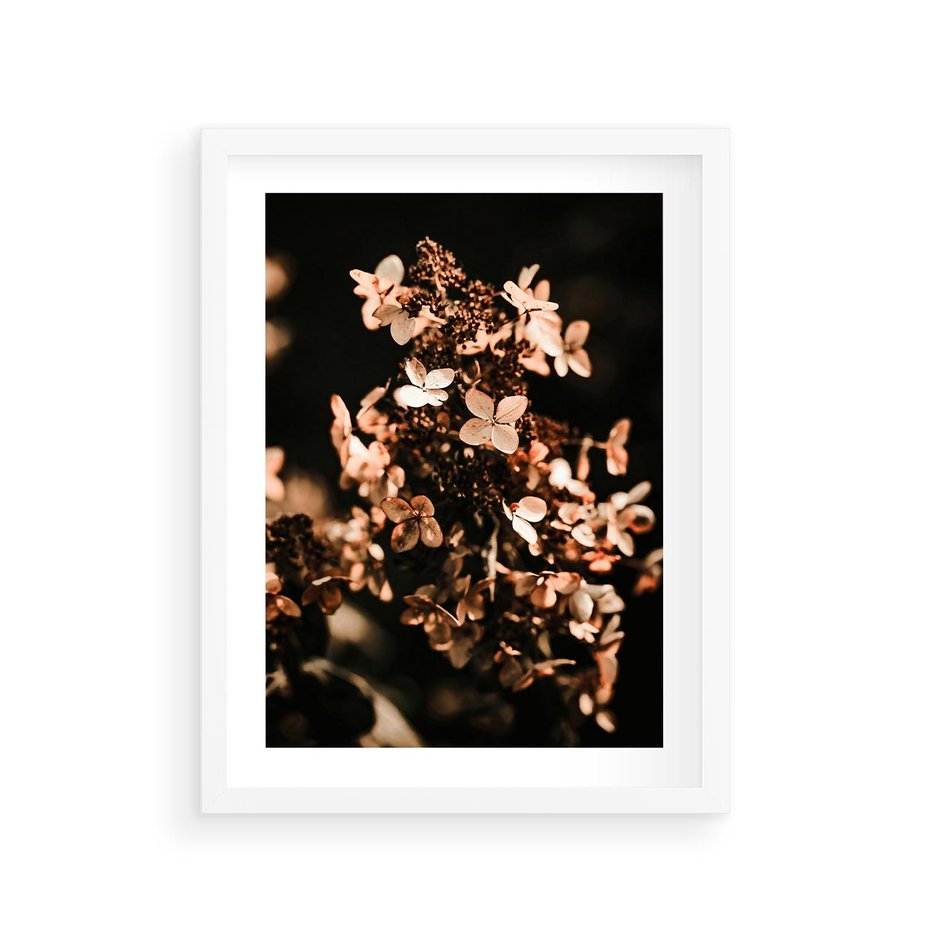 Plakat w ramie 30x40 - Hortensja - Suchy Kwiat w Sztuce - hortensja, suchy kwiat - rama biała
