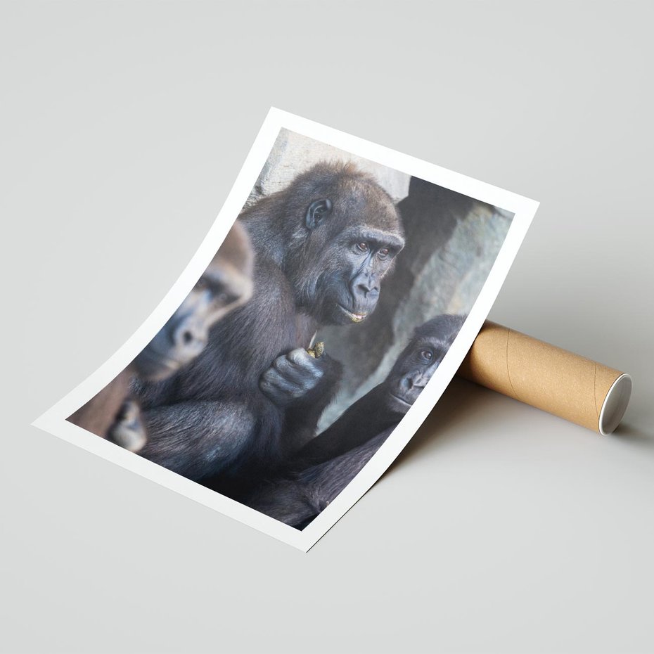 Plakat bez ramy 21x30 - Małpy w ich naturalnym środowisku - małpy, szympansy