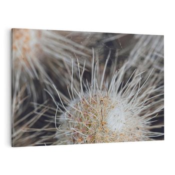 Obraz na płótnie 70x50 - Ulotna Piękność Natury - makro, dmuchawce