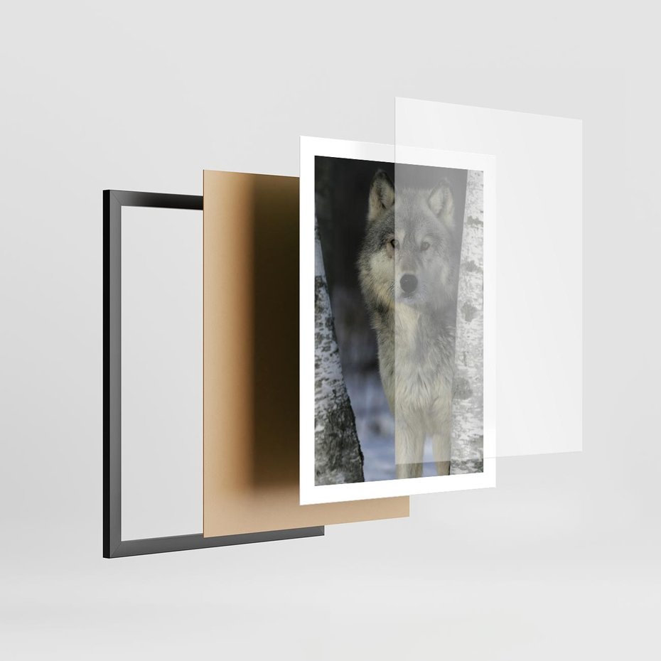 Plakat w ramie 50x70 - Wilk w Zimowym Lesie - wilk, las - rama czarna